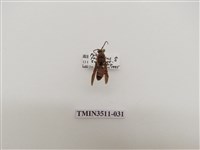 藏品(日本長腳蜂)的圖片